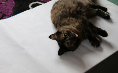 Just helping