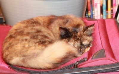 Two kittens and six months later…
