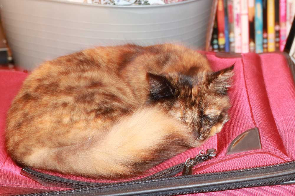 clover-suitcase