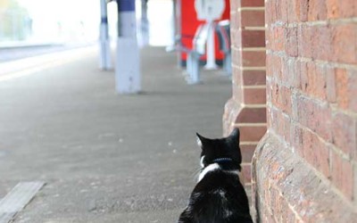Station cat