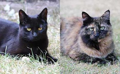 A kittenish birthday