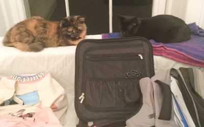 My curtains are purring…