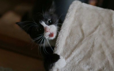 An afternoon of kitten-sitting