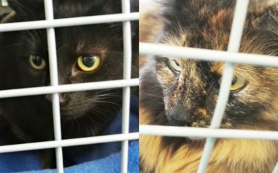 Why vets are magical