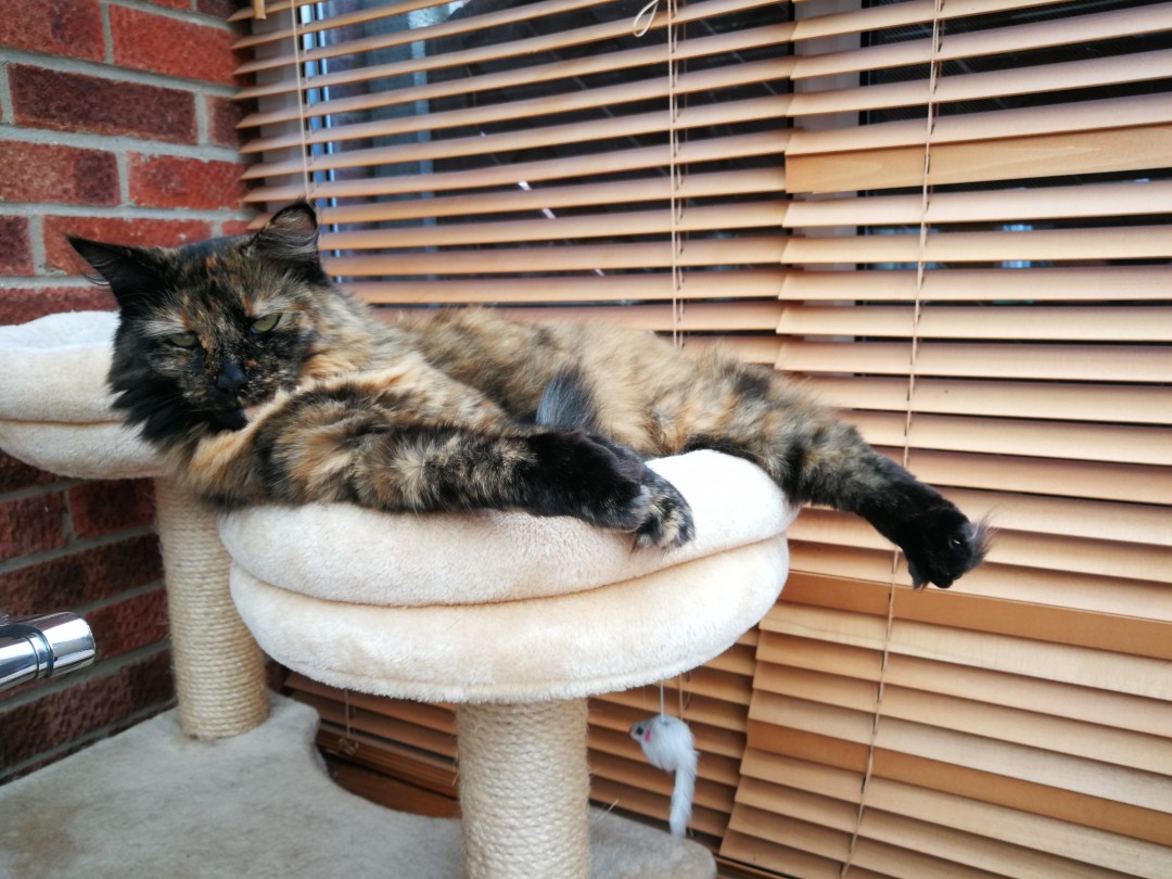 Clover snoozing in the cat tree | carlalouise.com